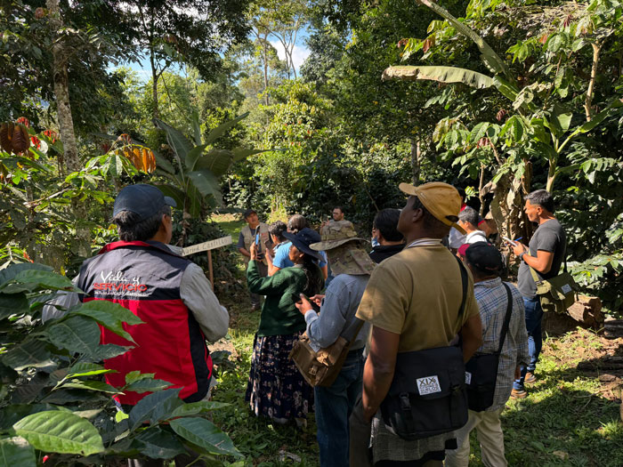 Amazonía apuesta por sistemas agroforestales para producir café de manera sostenible y conservar los suelos
